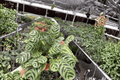 Calathea Burle Marx Amabilis 2 Live Plants in 4-Inch Pots