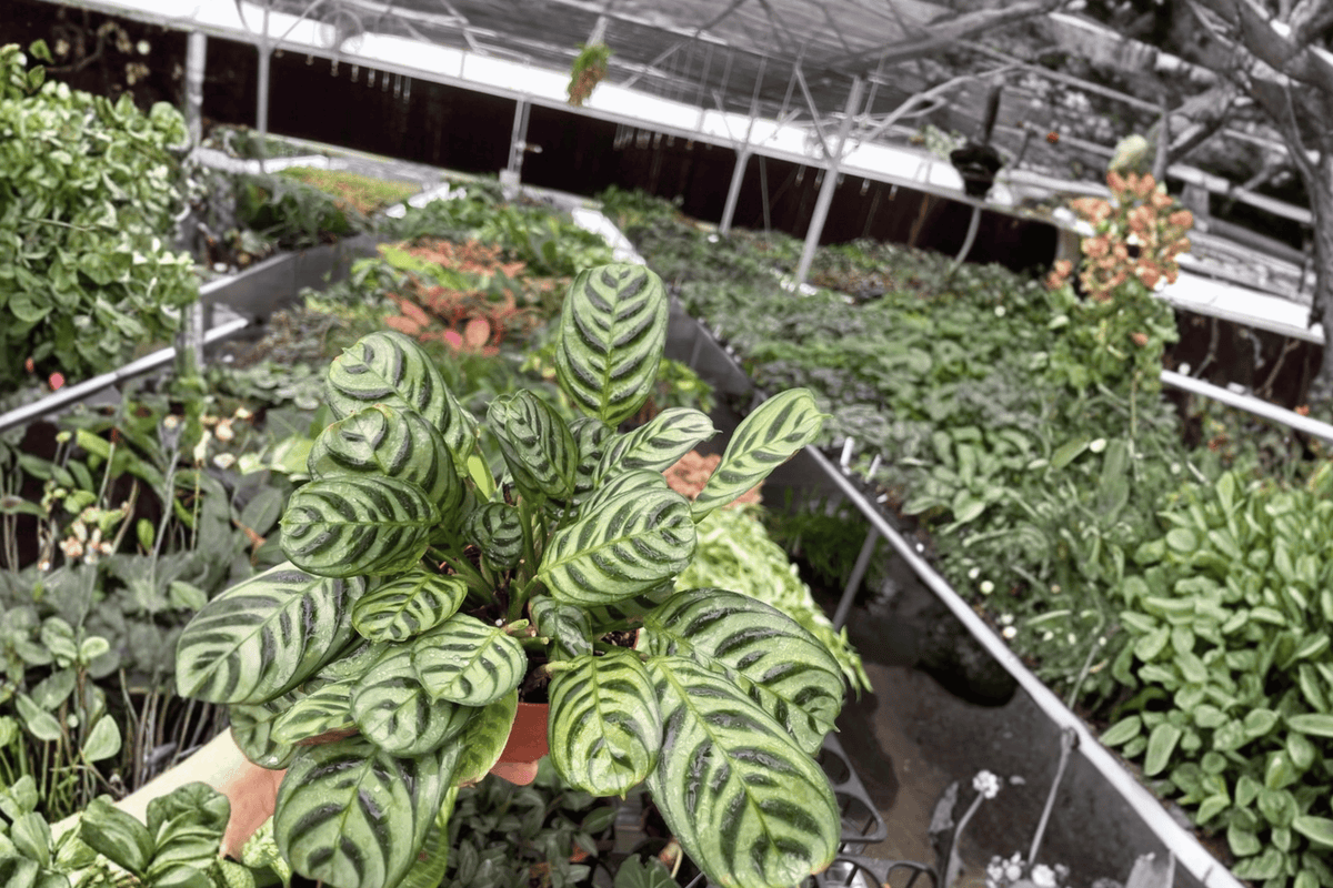 Calathea Burle Marx Amabilis 2 Live Plants in 4-Inch Pots