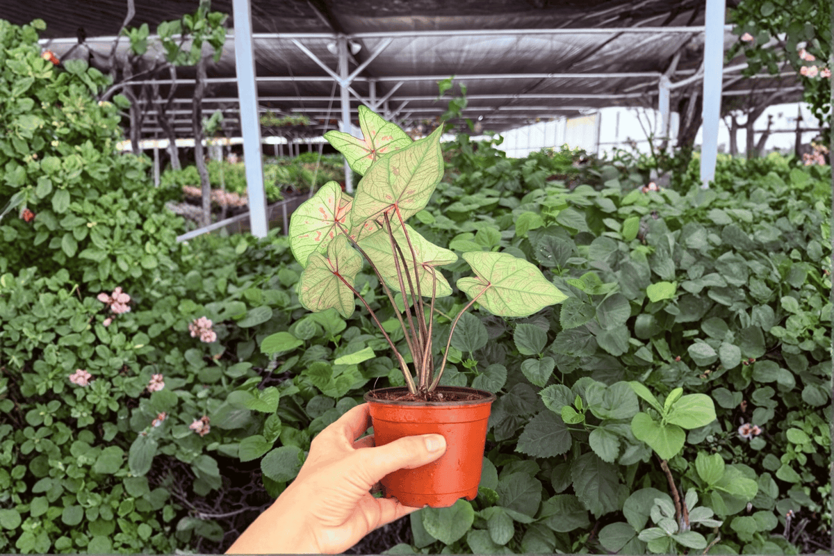 Caladium Scarlet Girl - 2 Exact Live Plants in 4-Inch Pots