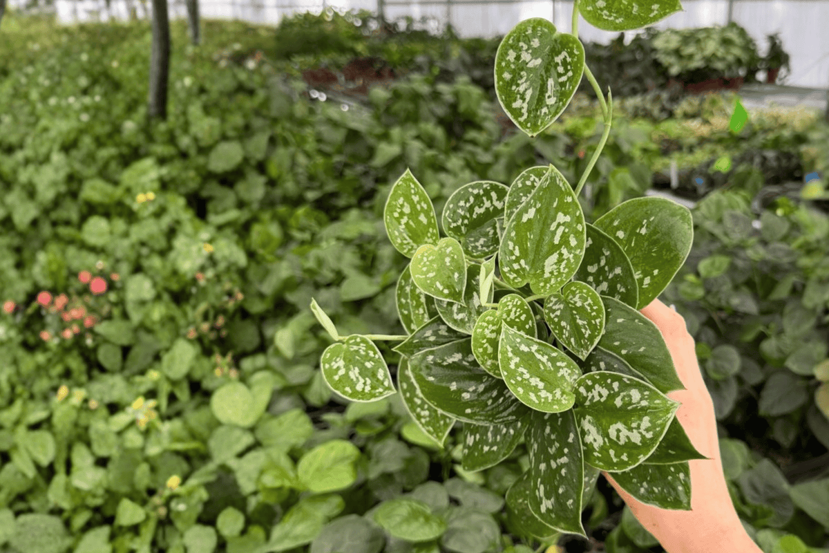 Scindapsus Silver Anne (2 Live Plants) - 4-Inch Pots - Scindapsus pictus 'Silver Anne'