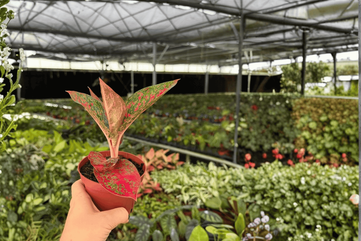 Aglaonema Red Stardust - 2 Live Plants in 4-Inch Pots