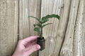 Calathea Freddie Goeppertia concinna Starter Plants – 2 Live 2-Inch Pots