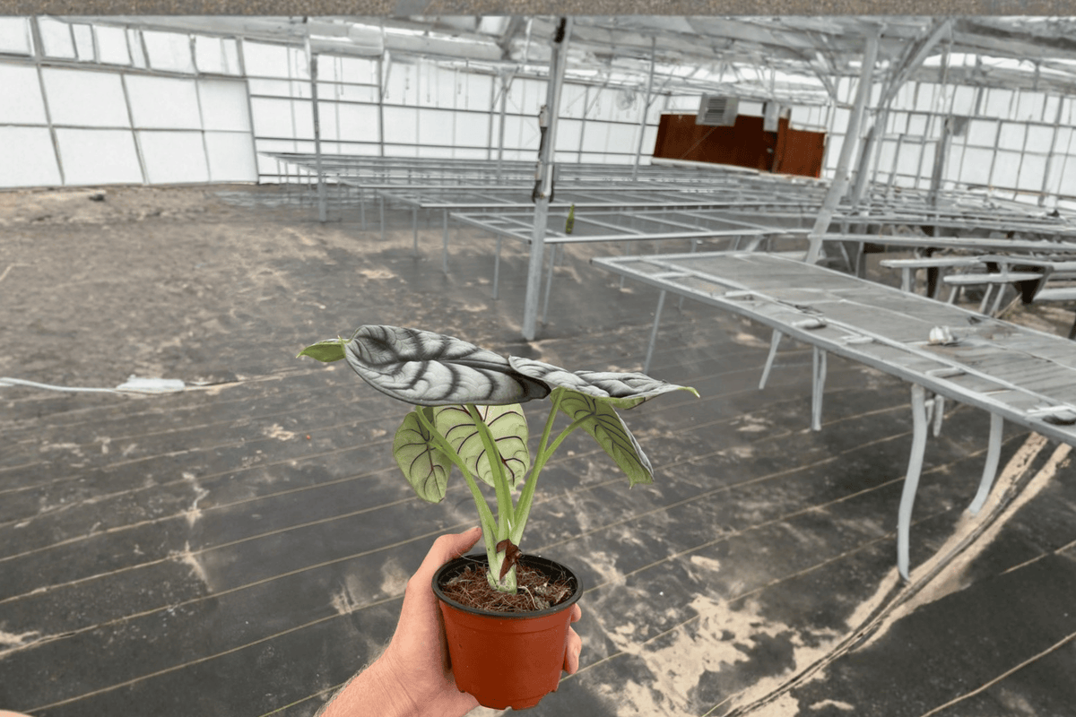 Alocasia baginda 'Silver Dragon' Live Plants – 2 in 4-Inch Pots