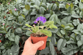 Harmony's Purple Passion African Violet - 2 Bare Root 4-Inch Plants (Streptocarpus ionanthus) Exact Plants pictured