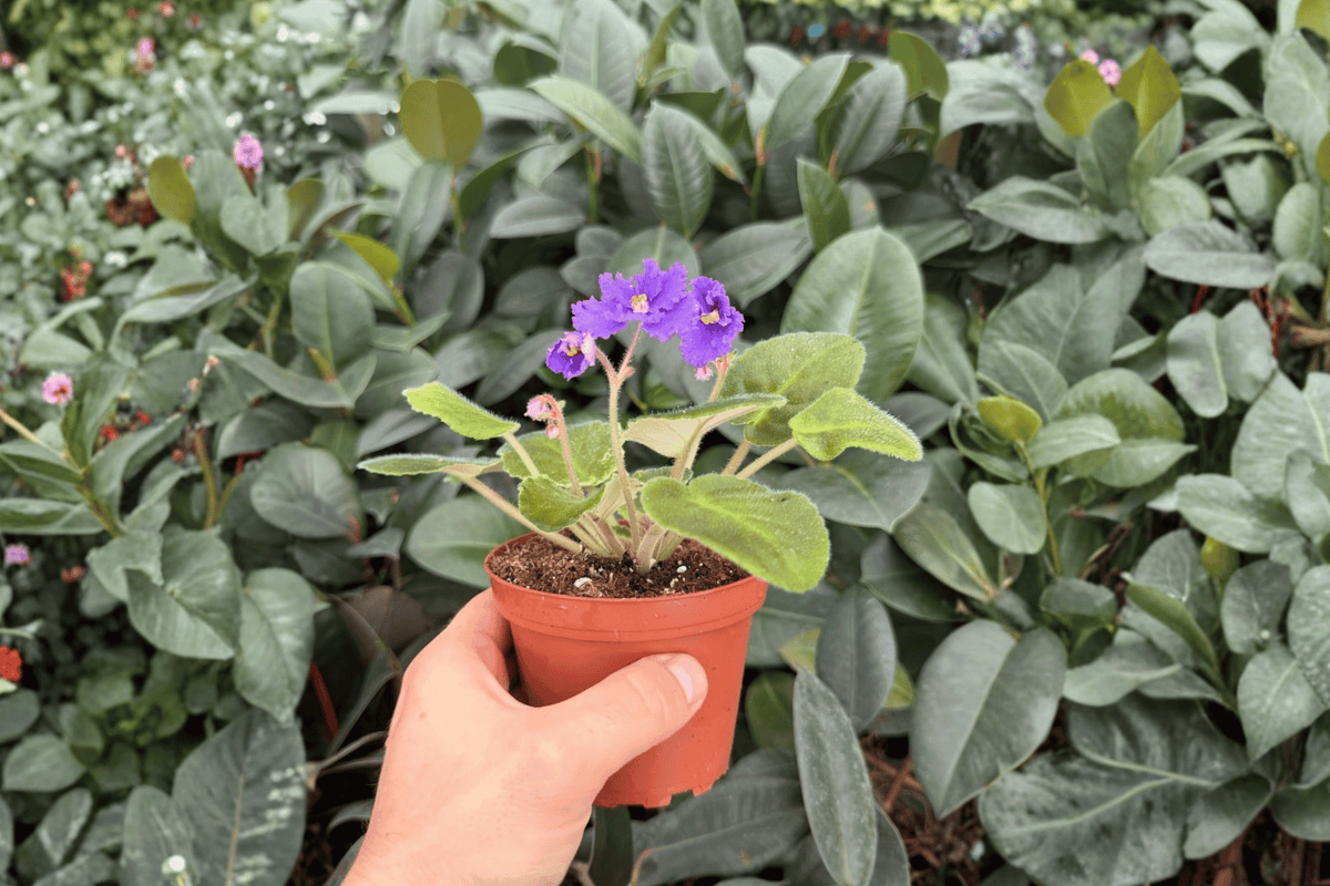 Harmony's Purple Passion African Violet - 2 Bare Root 4-Inch Plants (Streptocarpus ionanthus) Exact Plants pictured