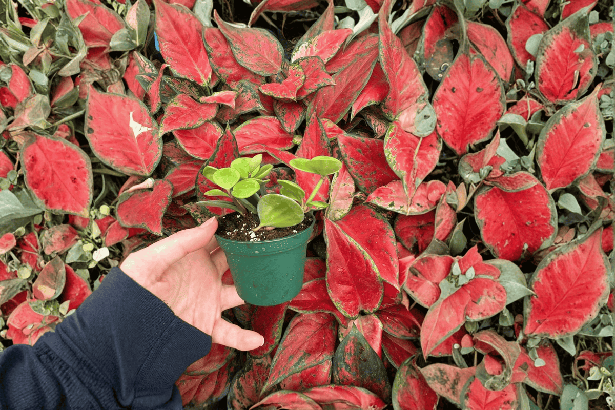 Peperomia Hope Starter Plants (2-Pack) - Bare Root, 2-Inch Pots