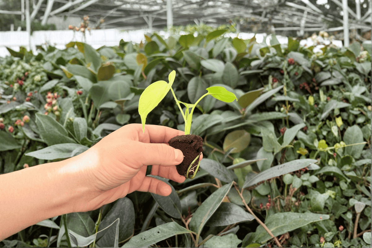 Monstera Lemon Lime Starter Plants in Plugs | 2 Exact Live Starter Plants