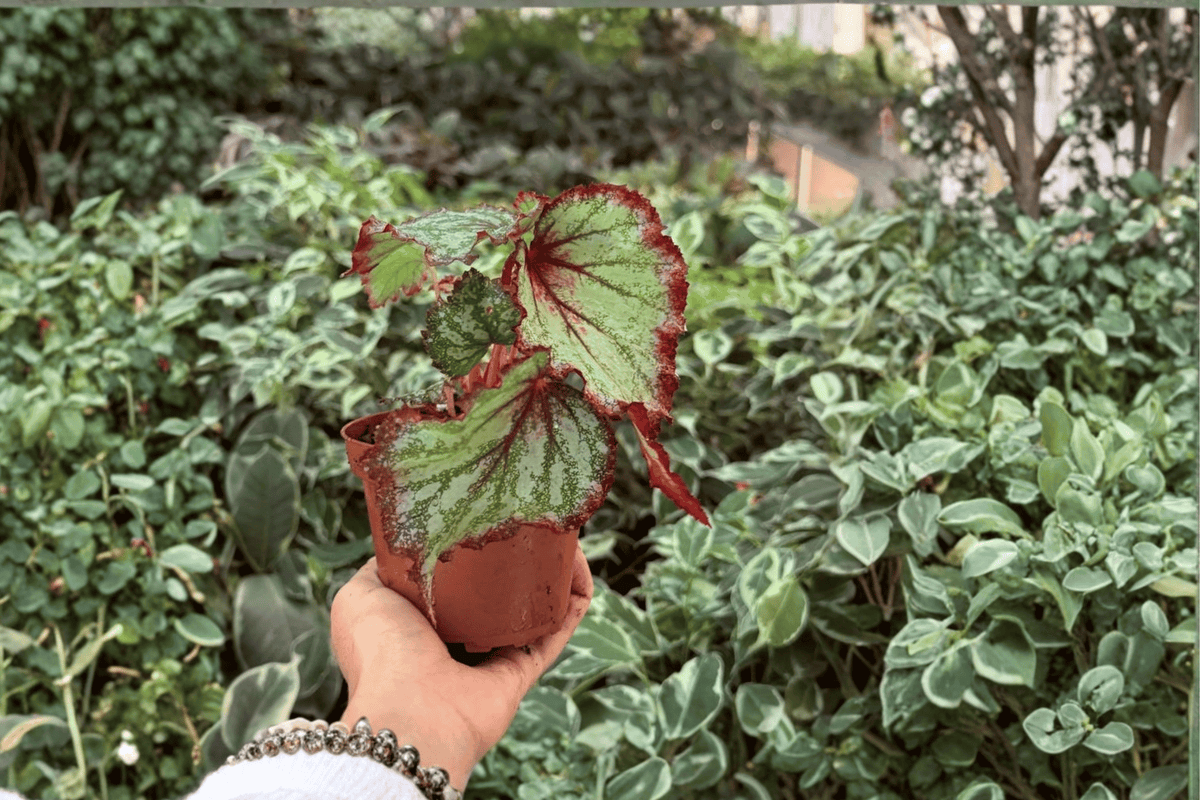 Harmony’s Reign of Fire Begonia - 2 Exact Live Plants in 4-Inch Pots