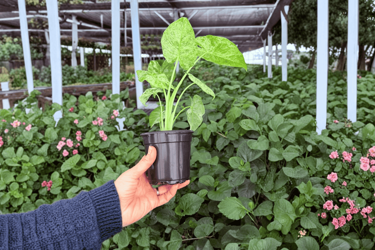 Alocasia Odora Batik - 2 Exact Live Plants in 4" Pots