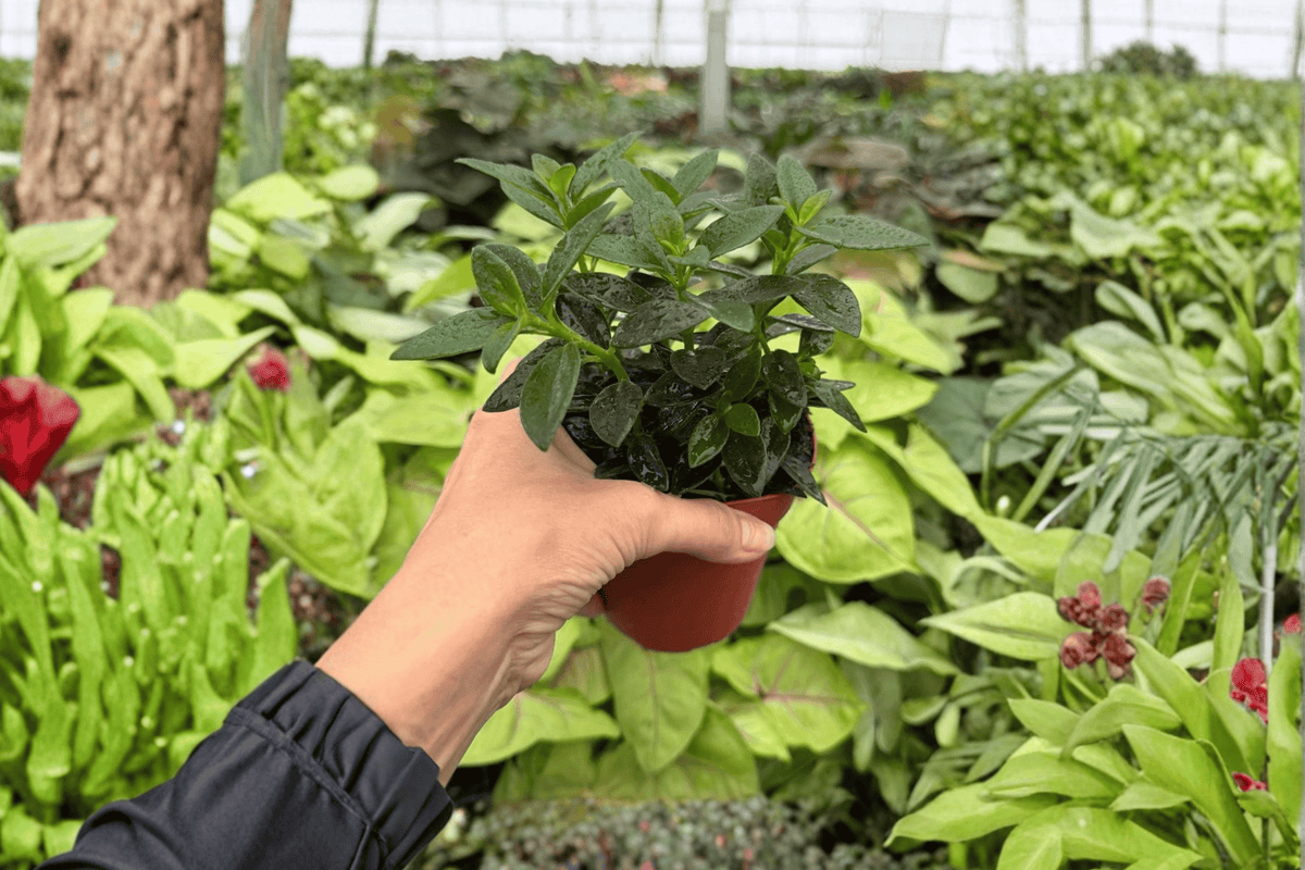 Goldfish Plant Tropicana Nematanthus - 2 Live Plants in 4-Inch Pots (Ships in Pots)