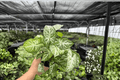 Syngonium podophyllum 'Glo-Glo' Live Plants - 2 Exact 4-Inch Pots