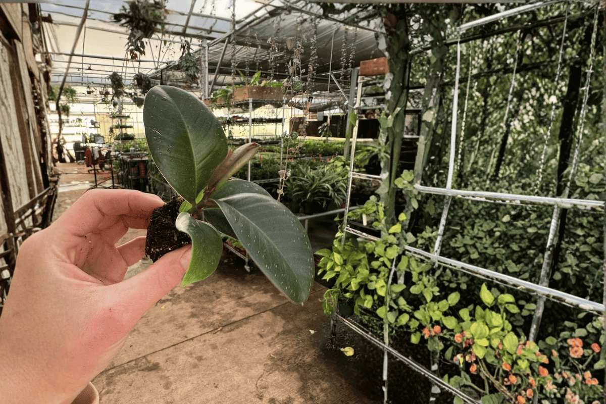 Ficus Sophia 2-Plant Starter Set | Ficus elastica 'Sophia' Bare Root