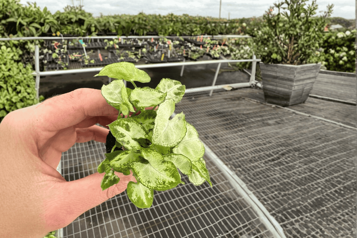 Syngonium Shorty 2 Live Starter Plants - 2-Inch Nursery Size - Bare Root