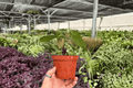 Anthurium AOS x Domino Live Plants — 2 Exact 4-Inch Pots