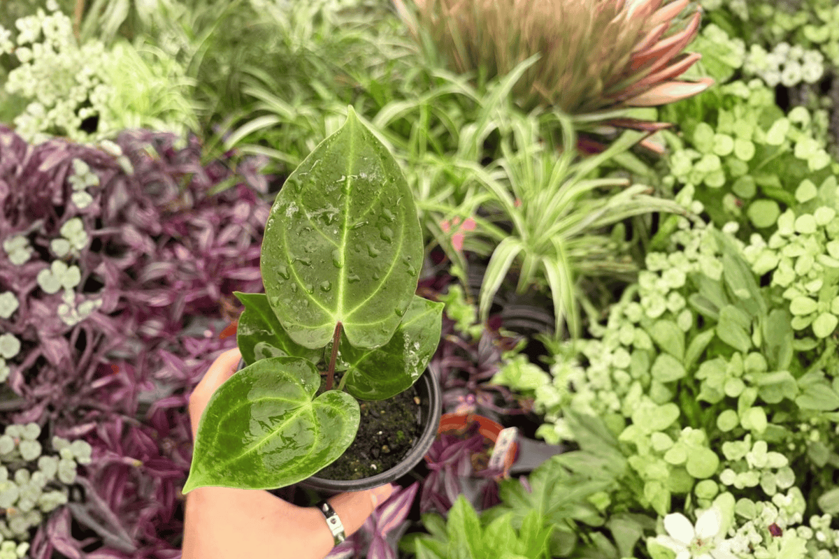Anthurium Dressleri x Papillilaminum Red Sinus | 2 Live 4" Potted Hybrid Anthuriums