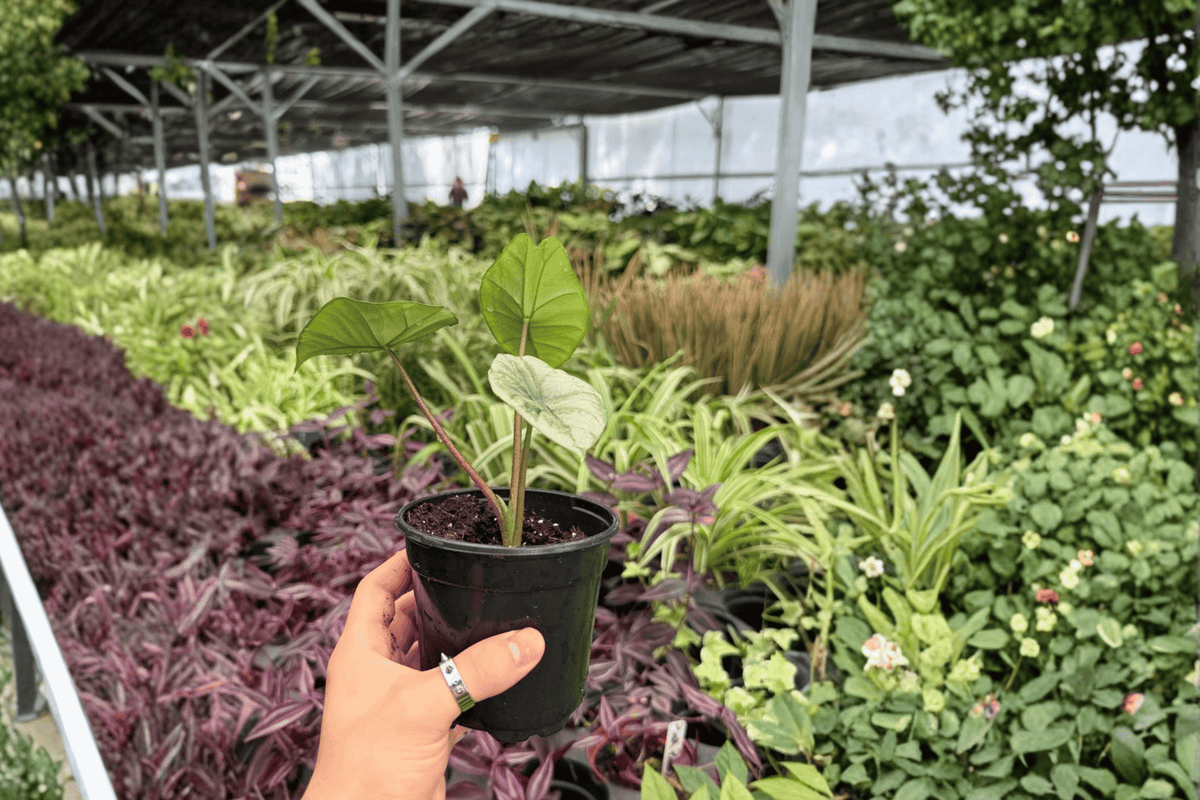 Alocasia Platinum Bisma - 2 Live Plants in 4-Inch Pots | Potted