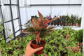 Aglaonema Siam Aurora Red Aglaonema - 2 Bare Root Live Plants, 4-inch (No Pot)