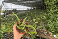 Rhipsalis Sulcata - 2 Live Plants in 4-Inch Pots | Epiphytic Cactus