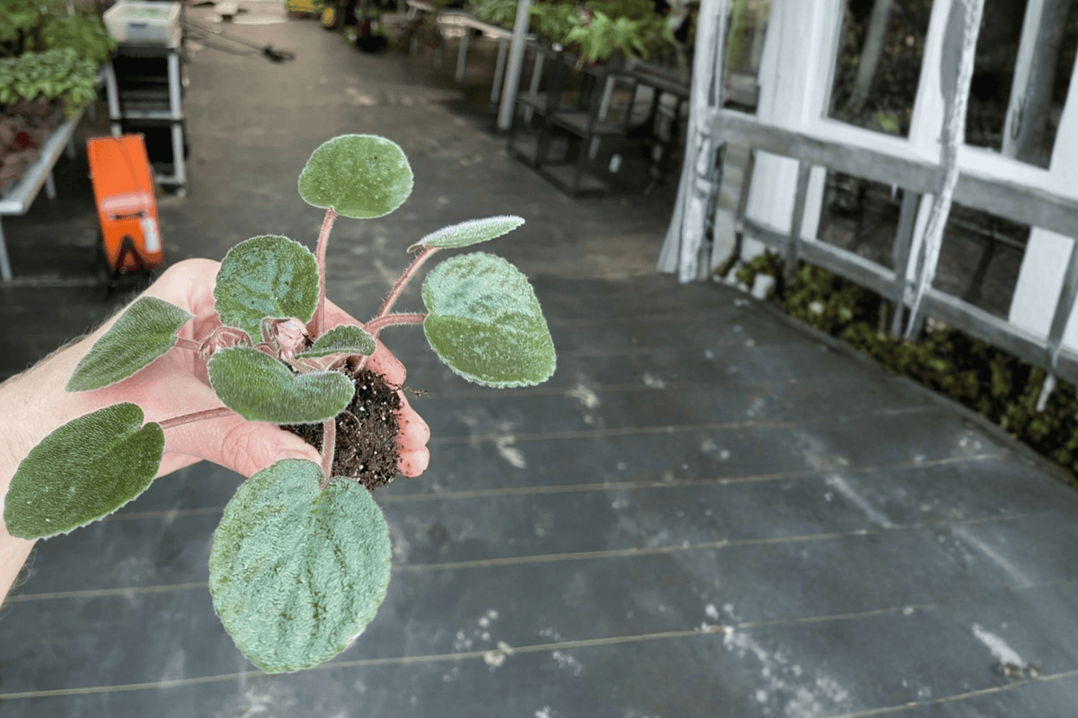 Buckeye Kindred Spirit African Violet Starter Plant (Streptocarpus ionanthus) – 2-Inch Pot Size, Live Starter Plant