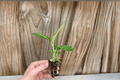 Dieffenbachia Tropical Marianne - 2 Live Starter Plants (2-Inch) Soil Pod, Fully Established Roots