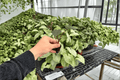 Alocasia plumbea 'Metallica' (Plumbae Metallica) - 2 Live Starter Plants (Plug)