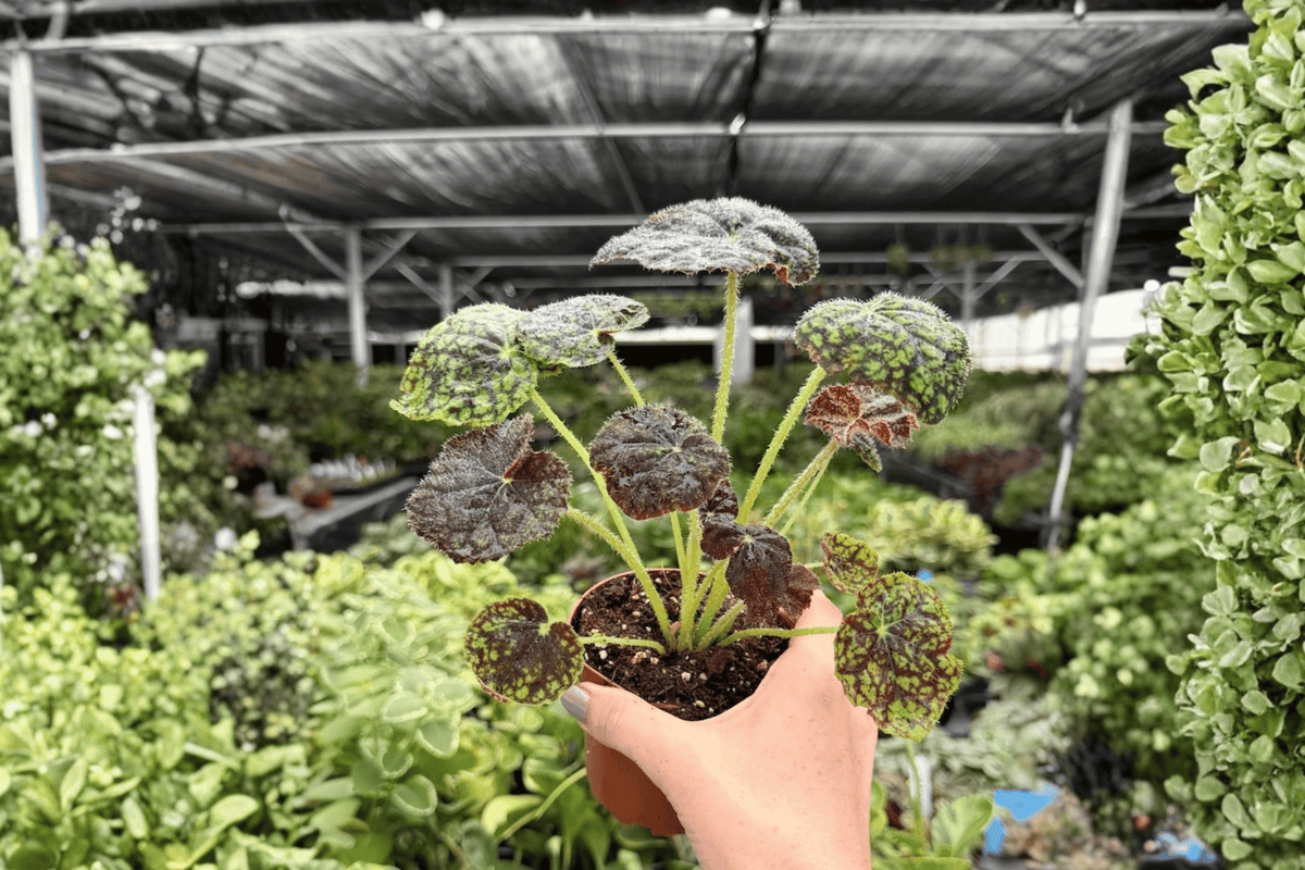 Begonia Lynda Evans - 2 Live 4-Inch Pots (Exact Plants) - Indoor Container Begonia