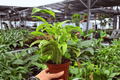 Calathea Yellow Fusion Goeppertia 'Yellow Fusion' - 2 Live Plants in 4-Inch Pots
