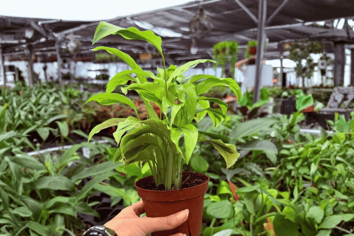 Calathea Yellow Fusion Goeppertia 'Yellow Fusion' - 2 Live Plants in 4-Inch Pots