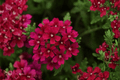 Estrella Merlot Verbena Live Plant - 4-Inch Pot