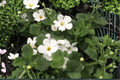 Scopia Gulliver White Bacopa (Sutera cordata) - 1 Live Plant in 4-Inch Pot