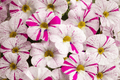 Caliloco Graffitti Million Bells Calibrachoa Hybrid - 4-Inch Pot Live Plant