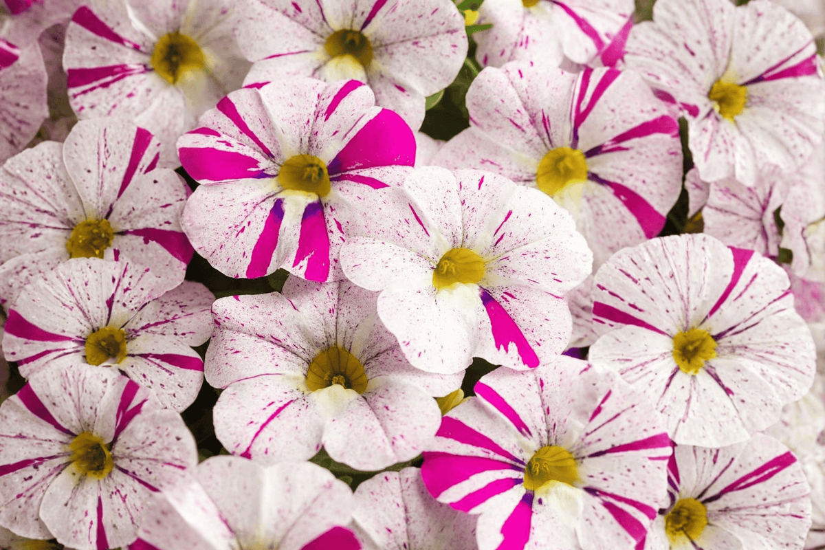 Caliloco Graffitti Million Bells Calibrachoa Hybrid - 4-Inch Pot Live Plant
