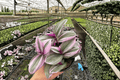 Tradescantia Nanouk 2 Live Plants in 4-Inch Pots