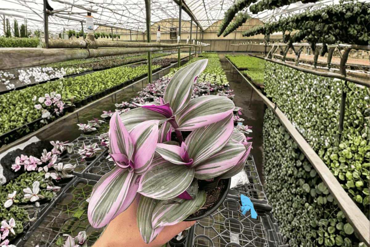 Tradescantia Nanouk 2 Live Plants in 4-Inch Pots