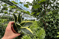 Sansevieria Marginata Jade Live Plants - 2 Pack, 4-Inch Pot (Unconfirmed Pot)