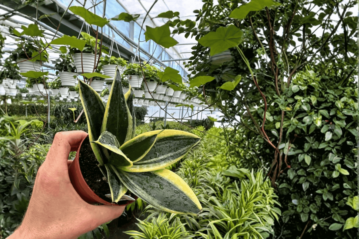 Sansevieria Marginata Jade Live Plants - 2 Pack, 4-Inch Pot (Unconfirmed Pot)