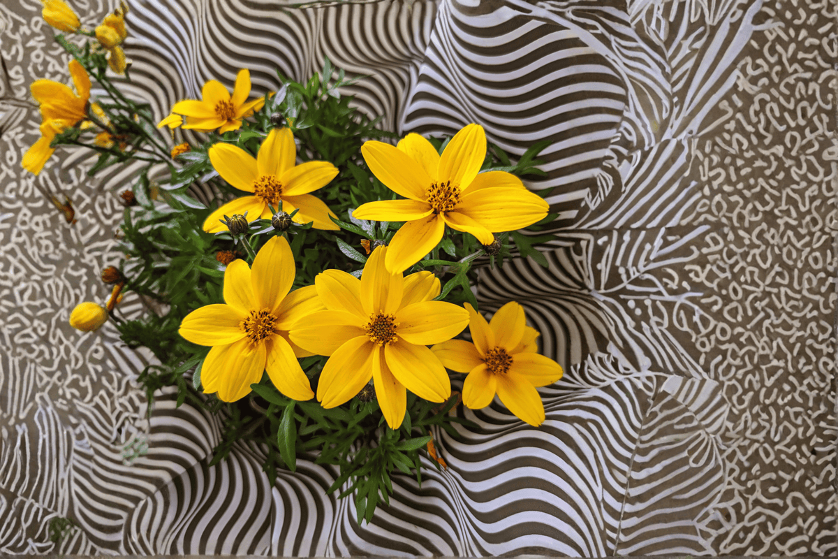 Bidens Smile Yellow Beggarticks - 1 Live Plant in 4-Inch Pot