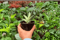 Variegated Sansevieria Boncel Starfish – 2 Live Plants in 4" Pots (Exact Plants pictured)
