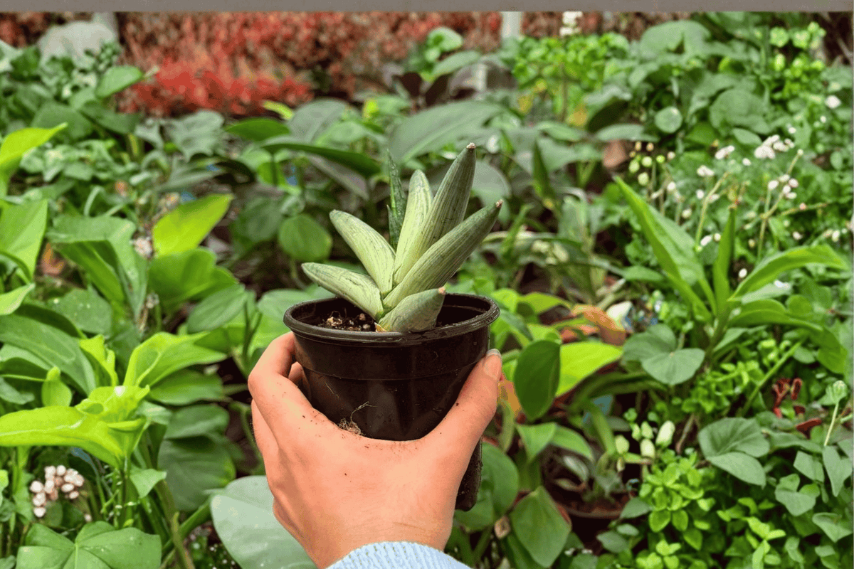 Variegated Sansevieria Boncel Starfish – 2 Live Plants in 4" Pots (Exact Plants pictured)