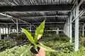 Philodendron Ring of Fire - 2 Live Plants in 4" Pot (Exact Plants)
