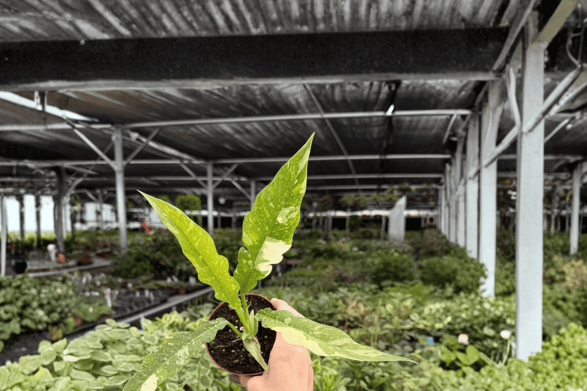 Philodendron Ring of Fire - 2 Live Plants in 4" Pot (Exact Plants)