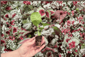 Syngonium Bob's Allusion Starter Plants (2) | Live 2-Inch Pots