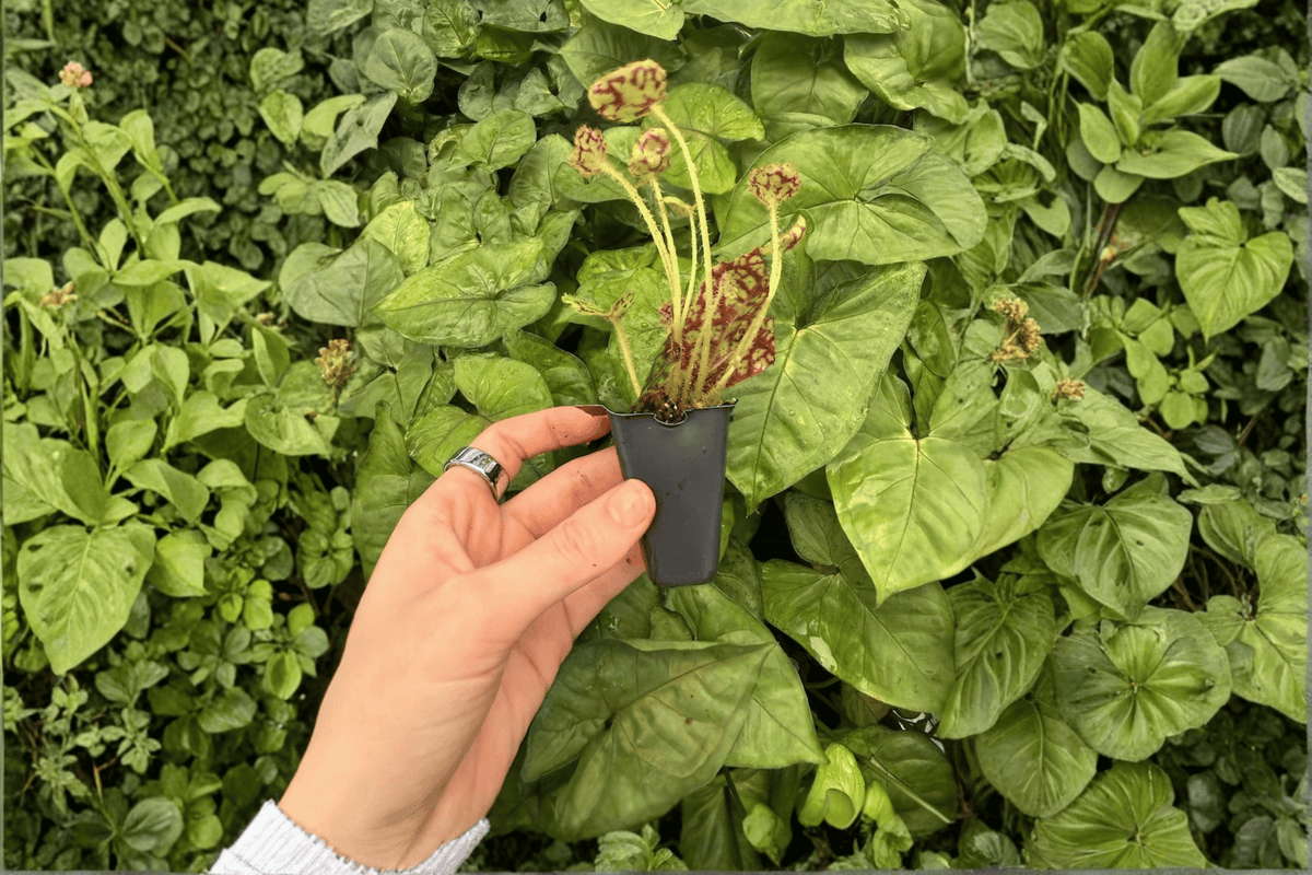 Begonia Lynda Evan Starter Plants (2) in Soil Pods – Indoor Foliage