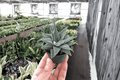 Haworthia Miami Starter Plants - 2 Bare-Root Haworthia Succulents