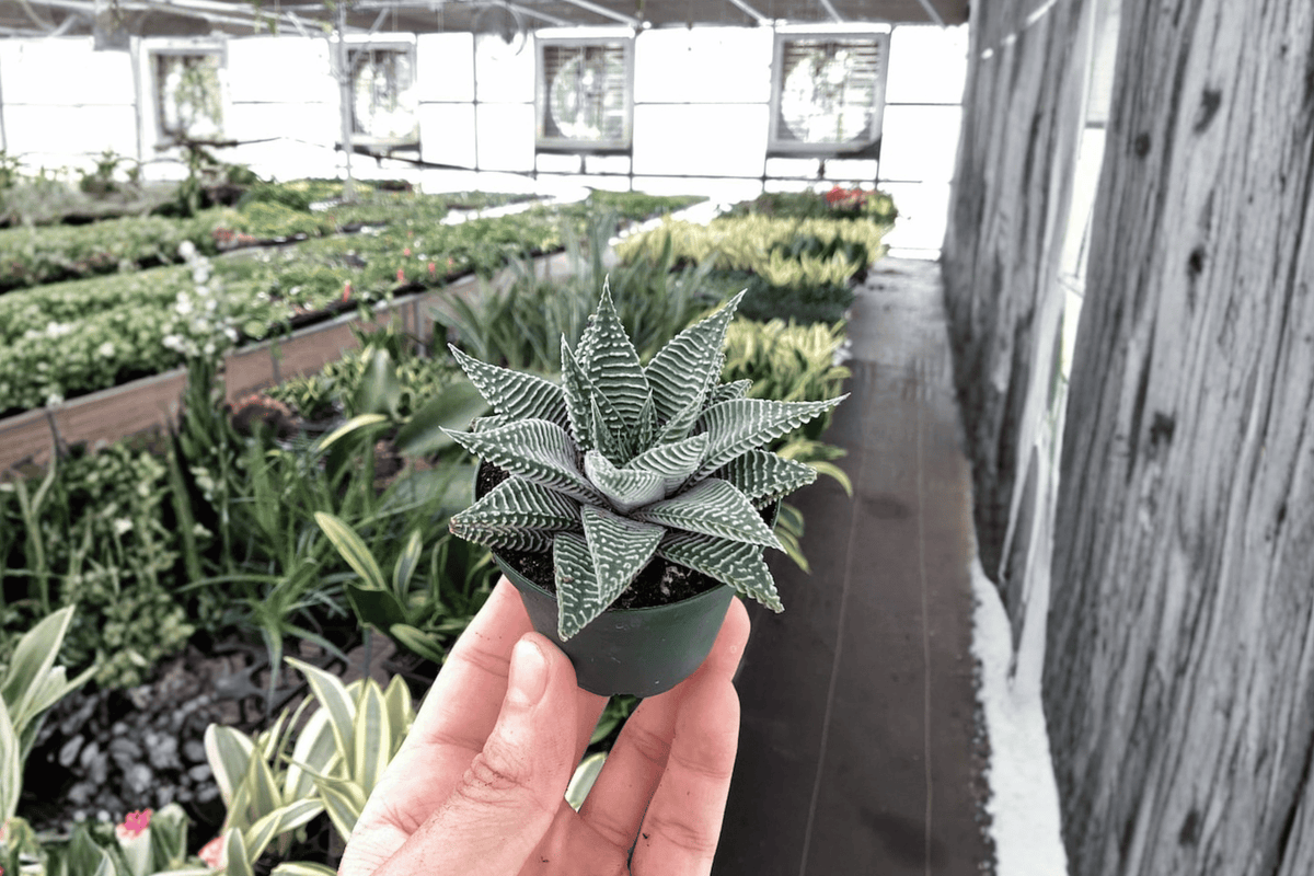 Haworthia Miami Starter Plants - 2 Bare-Root Haworthia Succulents