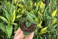 Quicksilver Wild Ginger Asarum splendens 'Quicksilver' - 2 Live Starter Plants (2-Inch Pots)