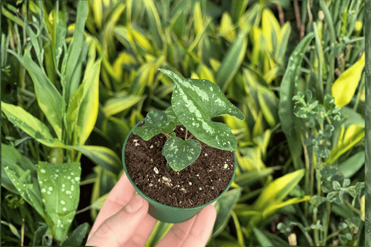Quicksilver Wild Ginger Asarum splendens 'Quicksilver' - 2 Live Starter Plants (2-Inch Pots)
