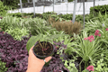 Anth. FS x Goliath Anthurium – 2 Live Plants in 4-Inch Pots