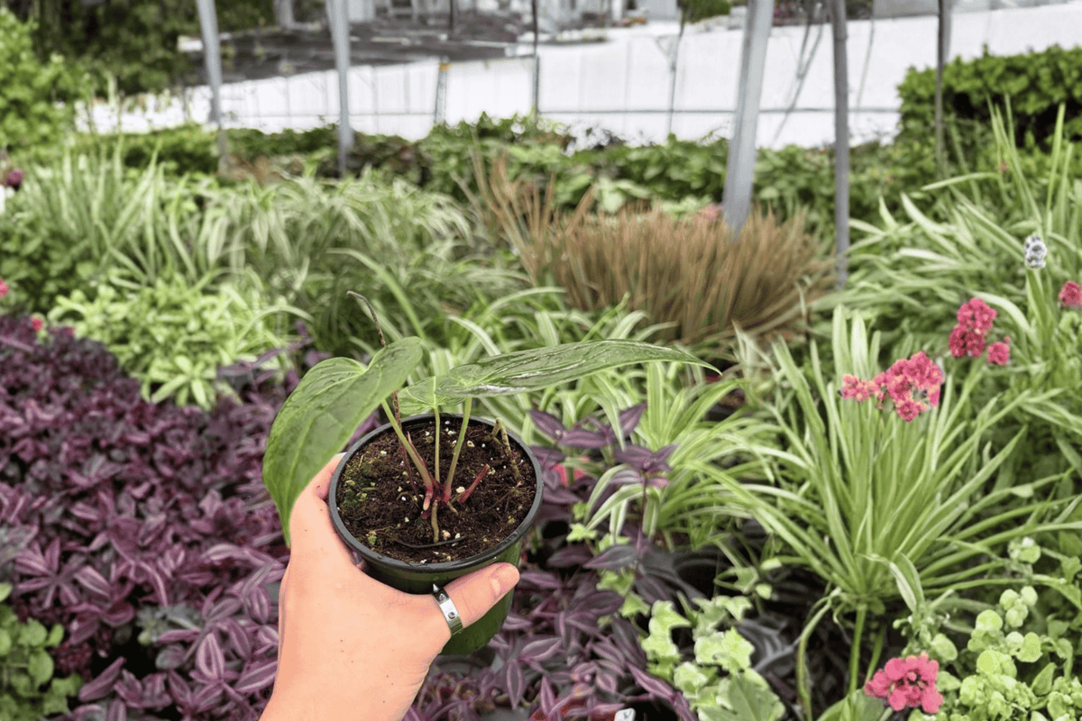 Anth. FS x Goliath Anthurium – 2 Live Plants in 4-Inch Pots