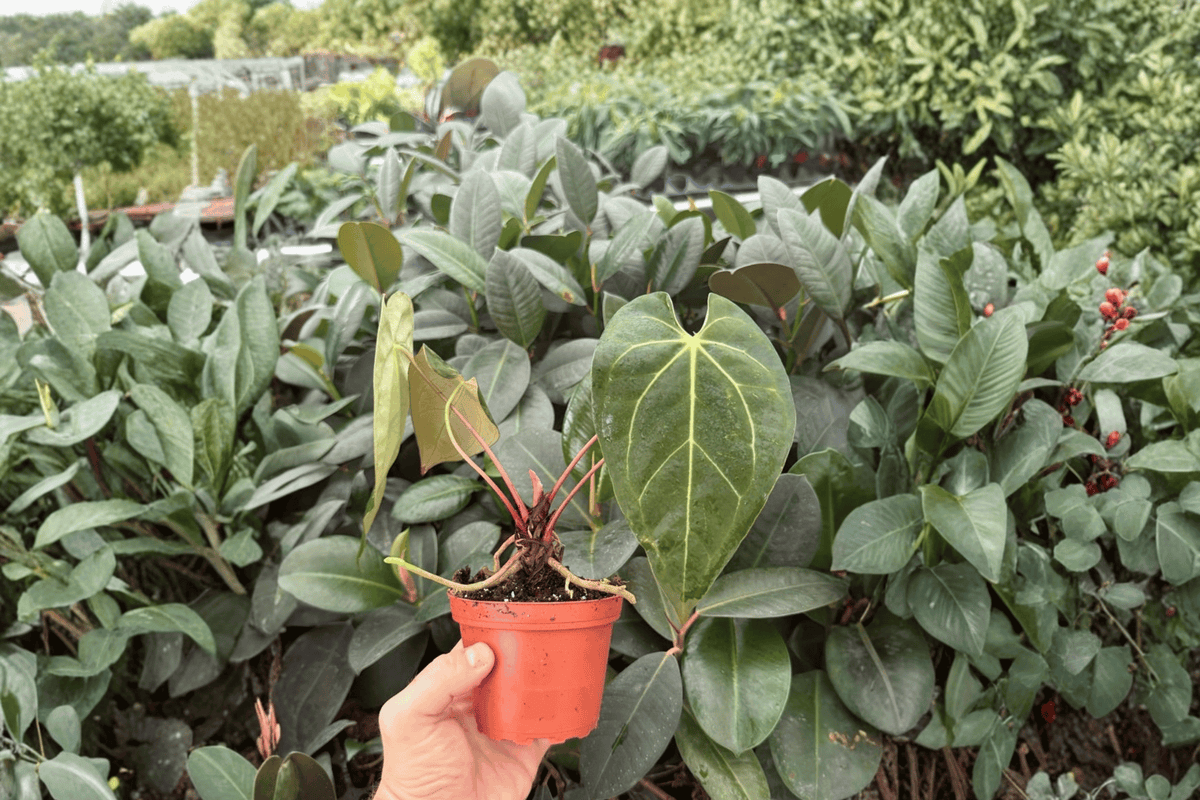 2x Anthurium Legend × Mag Live Plants, 4-Inch Bare Root